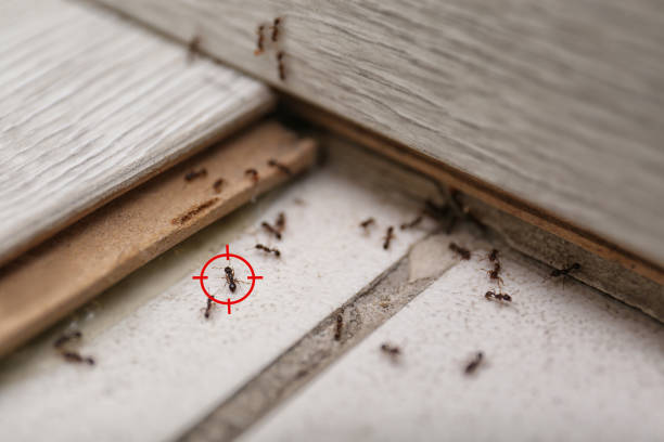 Wasp Removal Services in Bothell East, WA