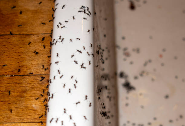 Best Best Pest Control Near Me  in Bothell East, WA