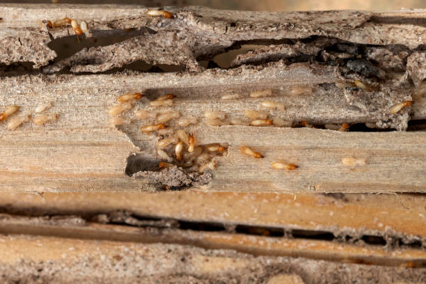 Best Commercial Pest Control Services  in Bothell East, WA